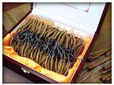 秀屿冬虫夏草回收